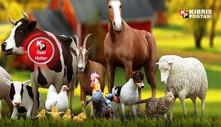 Arpa zamlı, kuzu ucuz: Küçükbaş hayvancılıkta denge bozuldu