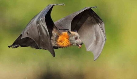 Australian Man Dies from 'Extremely Rare' Bat Bite Virus