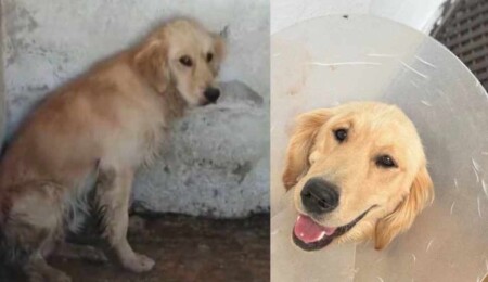 Denize girdiği için şikayet edilen 'Ares' isimli köpek, kapatıldığı barınakta hastalık kaparak öldü!