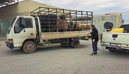 LTB şap hastalığına karşı önleyici tedbirleri hayata geçirdi
