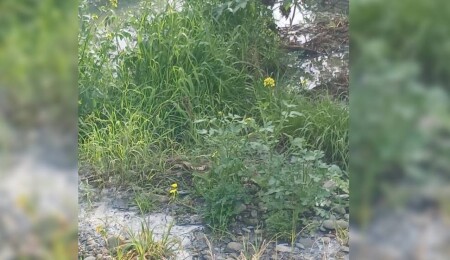 Lefke Çevre ve Ekoloji Derneği: Gemikonağı Deresi’ni kaplayan foseptik kirliliği üç aydır olduğu gibi duruyor