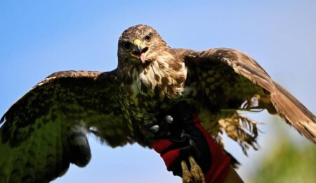 Şahin'e zorla alkol içiren kişiye, hayvanlara işkenceden hapis cezası