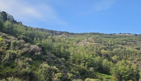 Yürüyüş gruplarından ortak basın açıklaması: Ormanlar hepimizindir