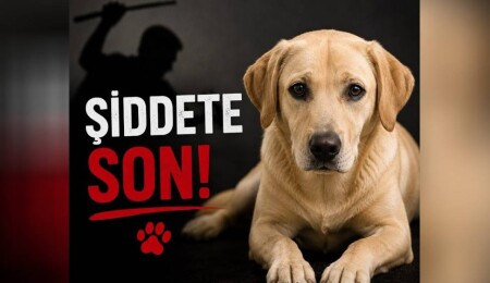 Sipahi'de köpeğin elektrik direğine asılarak öldürülmesiyle ilgili 1 kişi tutuklandı