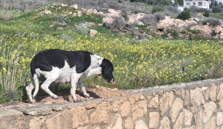 Politis: İki Toplumlu Çevre Teknik Komitesi, sahipsiz köpekler konusunu görüşüyor
