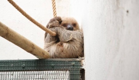 ABD'de 31 tembel hayvanın "uygun koşullarda tutulmadıkları" için öldüğü bildirildi