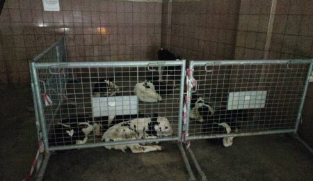 Gazimağusa’da kaçak hayvan geçişine suçüstü: 9 süt danasına el konuldu