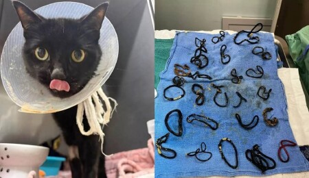 Evde kaybolan tokalar kedinin midesinde bulundu: 26 parça ameliyatla alındı