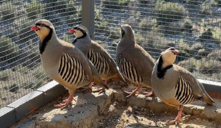 Bahçesinde keklik beslediği tespit edildi: Para cezasına çarptırıldı