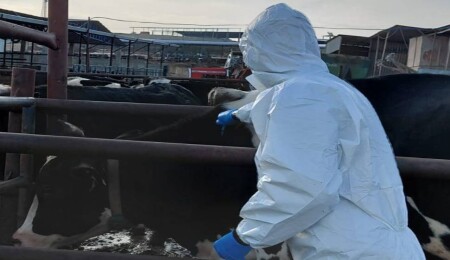 Şap hastalığına karşı aşılama çalışmaları sürüyor: 54 bin 163 hayvan aşılandı