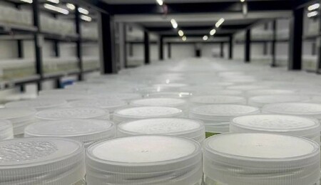 ABD'de "yasa dışı biyolojik laboratuvar" işletildiği şüphesiyle İsrail vatandaşı 1 kişi gözaltına alındı