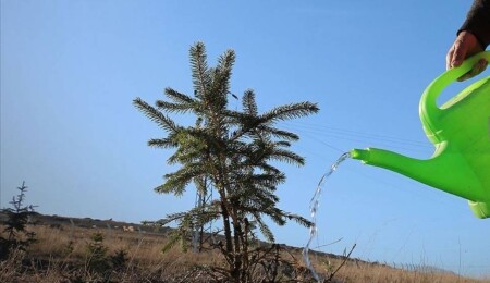 “Yeniden Yeşil Kıbrıs” etkinliğiyle yarın ülke genelinde eş zamanlı fidan dikilecek