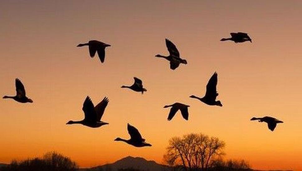 Salamis’te hafta sonu kuş gözlem etkinliği düzenleniyor