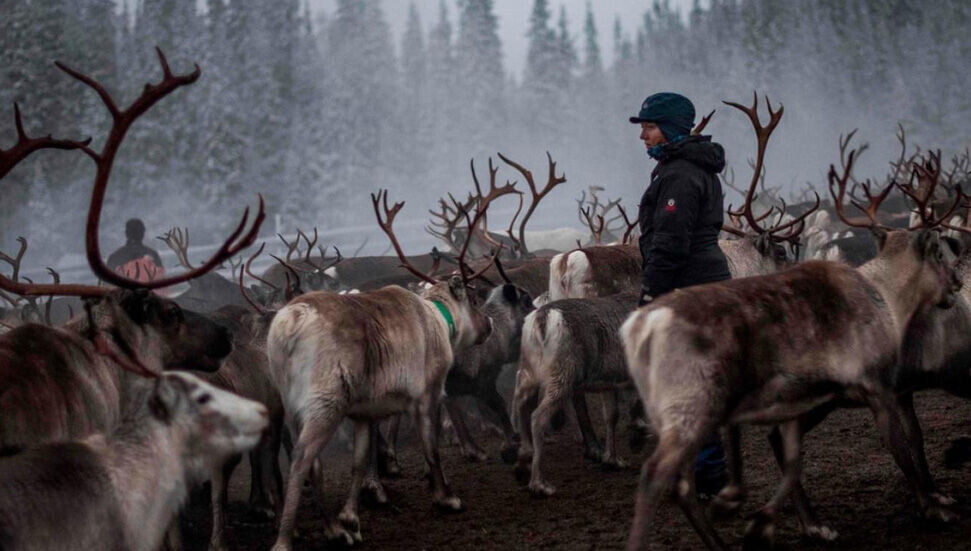 Dişi ren geyiklerinin boynuzlarını besin kaynağı olarak kullandığı keşfedildi