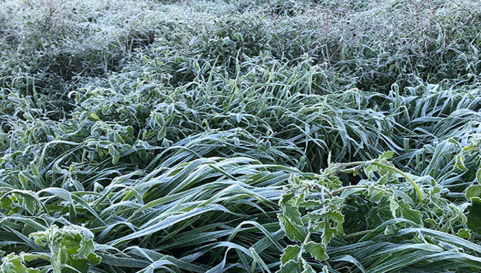 Meteorology Department Forecasts Frost and Mild Weather