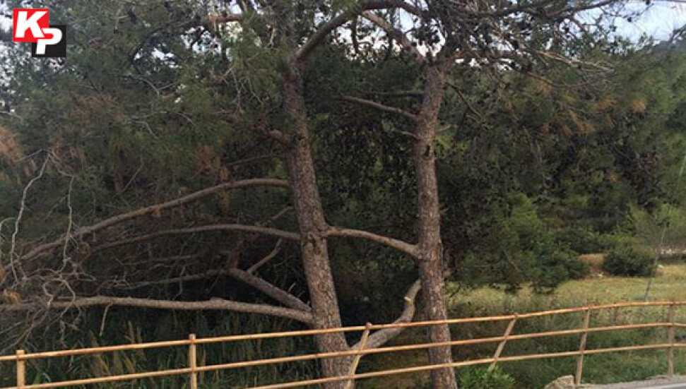 Kıbrıs'ta bir doğa harikası: Çam ağaçları birleşti