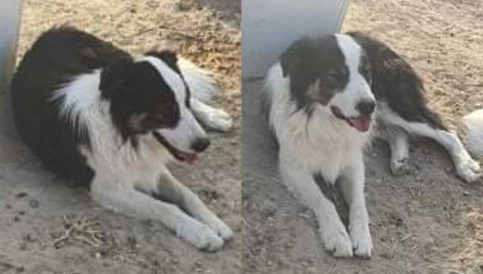 Taşkent bölgesinde kaybolan köpek aranıyor