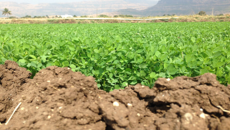 Karpaz Koruma Derneği’nden ürün kaybı ödemesine destek