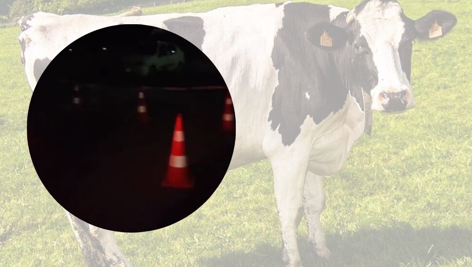 Boğaziçi’nde şap şüphesi: tedbirler hızla uygulanıyor