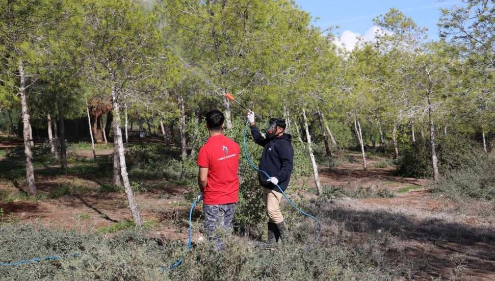 İskele Belediyesi, çam kese böceğine karşı mücadele başlattı