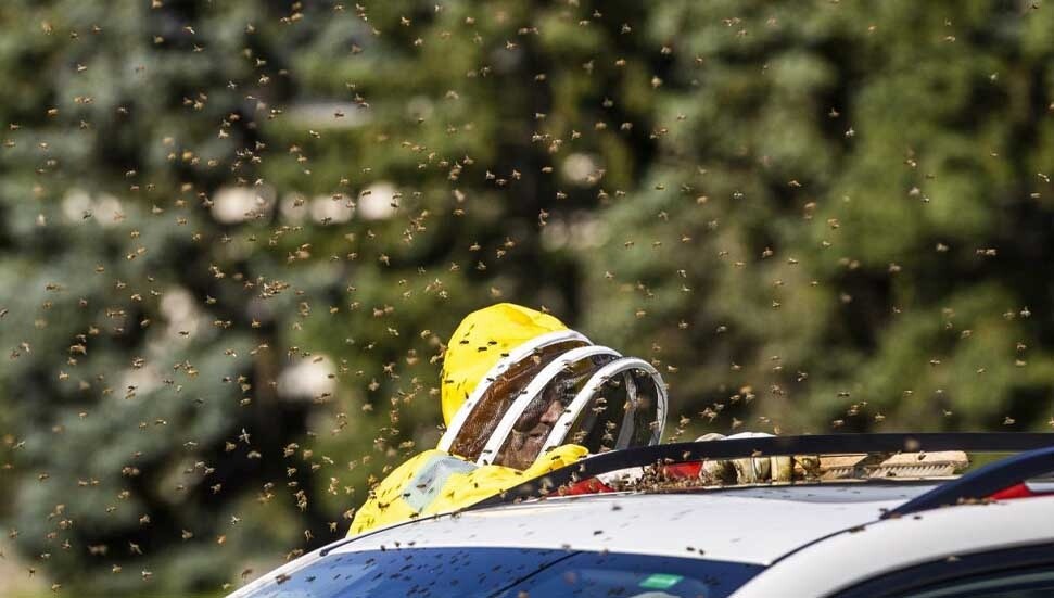 Su altında bir hafta yaşayan arıların sırrı çözüldü