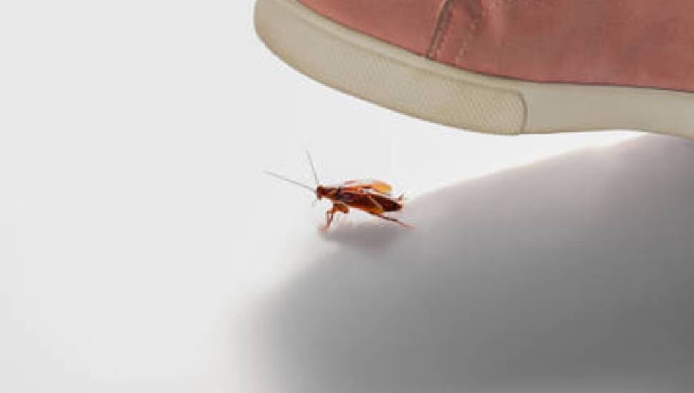 Dünyada ilk kez bir böcek türüne yasal hak tanındı