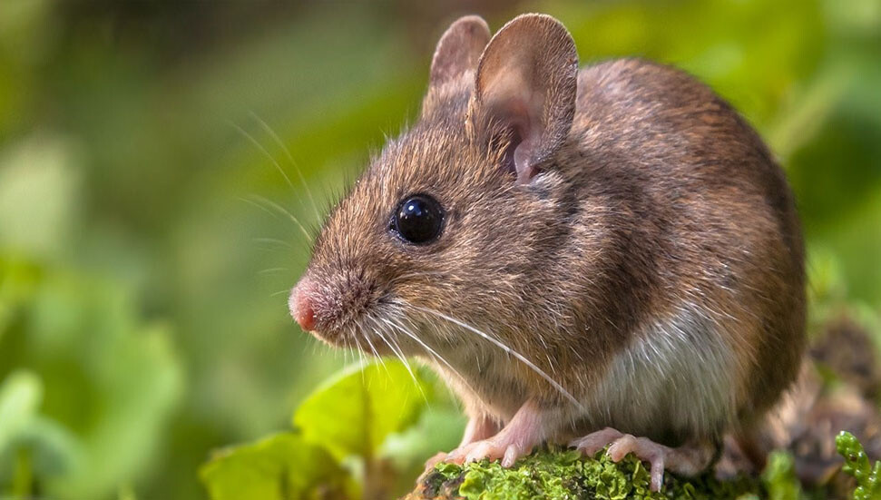 Bir hafta yetti: Doğa, laboratuvar farelerini sakinleştirdi