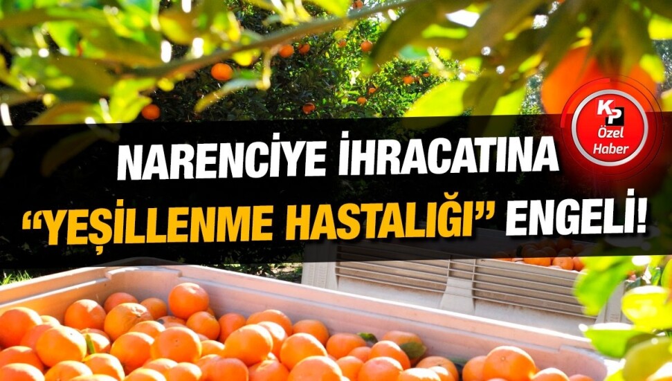 Narenciye üreticisi Cangil: Yeşillenme hastalığından dolayı üretim durdu