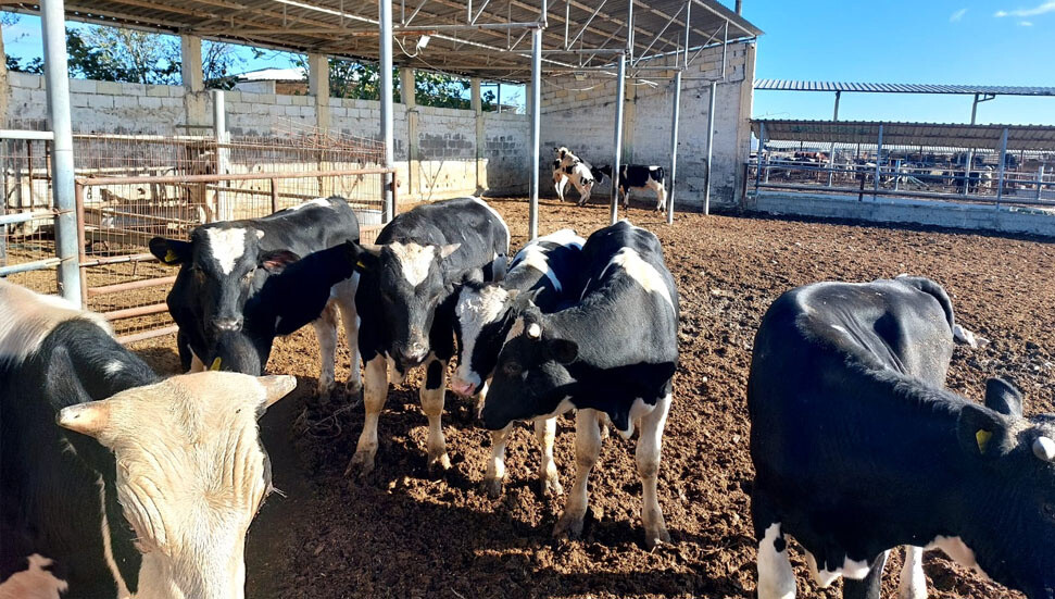 Şap hastalığıyla mücadele: Bir haftada 45 bin 214 büyükbaş aşılandı