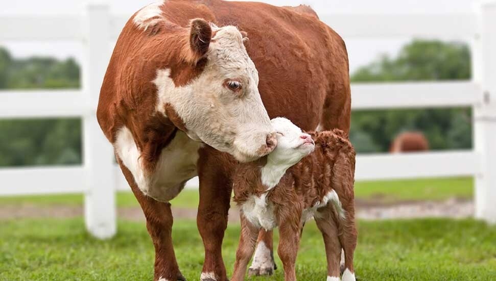 35,702 Animals Vaccinated In Six Days As Part Of Foot-And-Mouth Disease Response