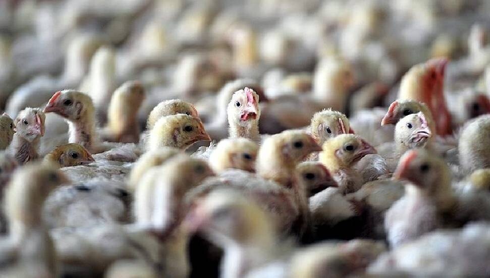 Avustralya'da kuş gribi olduğundan şüphelenilen ilk vaka kaydedildi