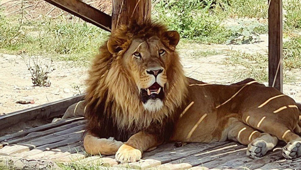 Manavgat’ta hayvan parkından kaçan aslan öldürüldü, saldırdığı kişi yaralandı