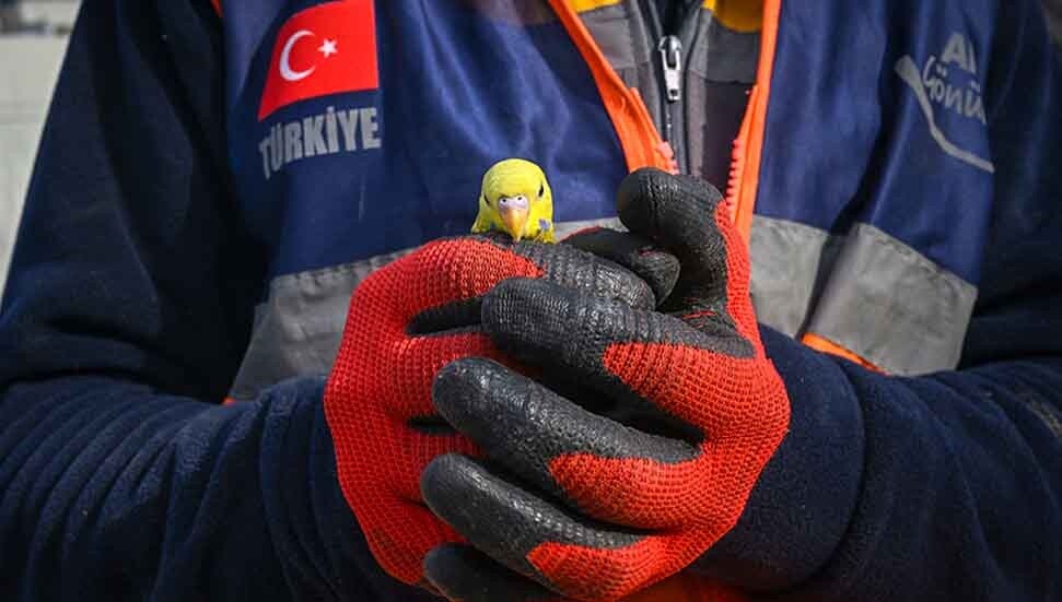 Depremden 97 saat sonra enkazda bulunan muhabbet kuşuna "Mucize" adı verildi