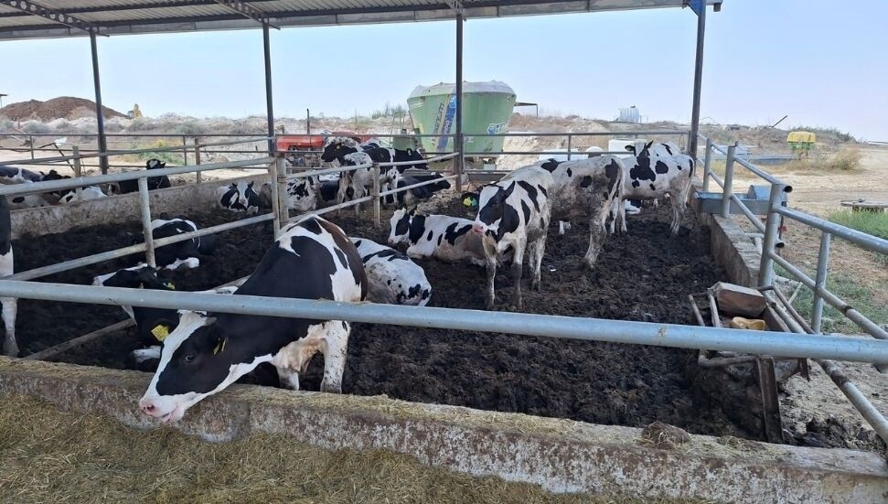 Şap hastalığıyla mücadelede 7 bin 700 büyükbaş hayvan aşılandı