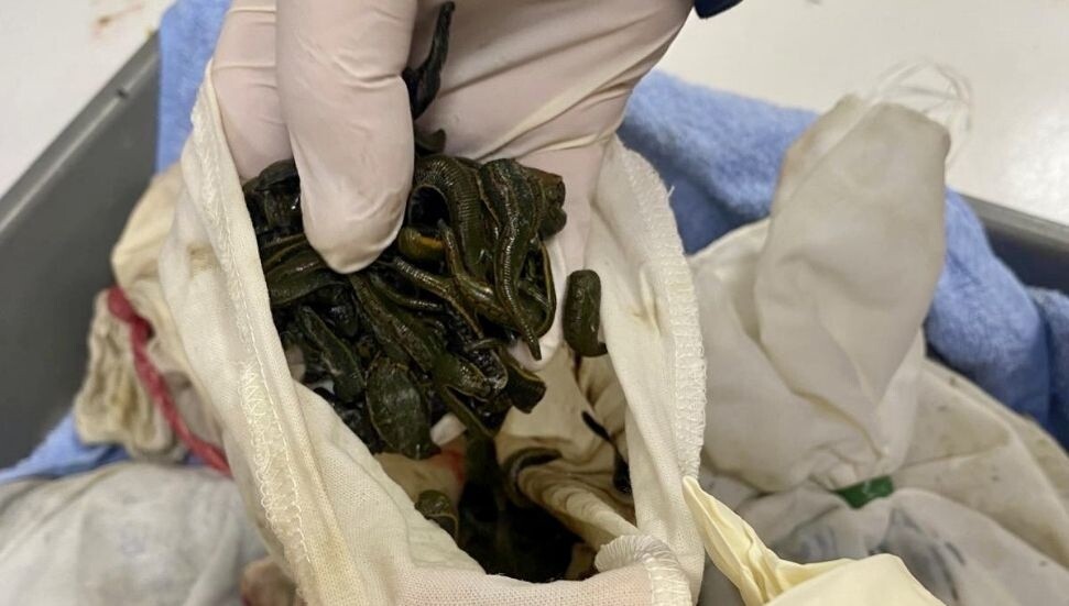 İstanbul Havalimanı’nda 90 bin kaçak tıbbi sülük ele geçirildi