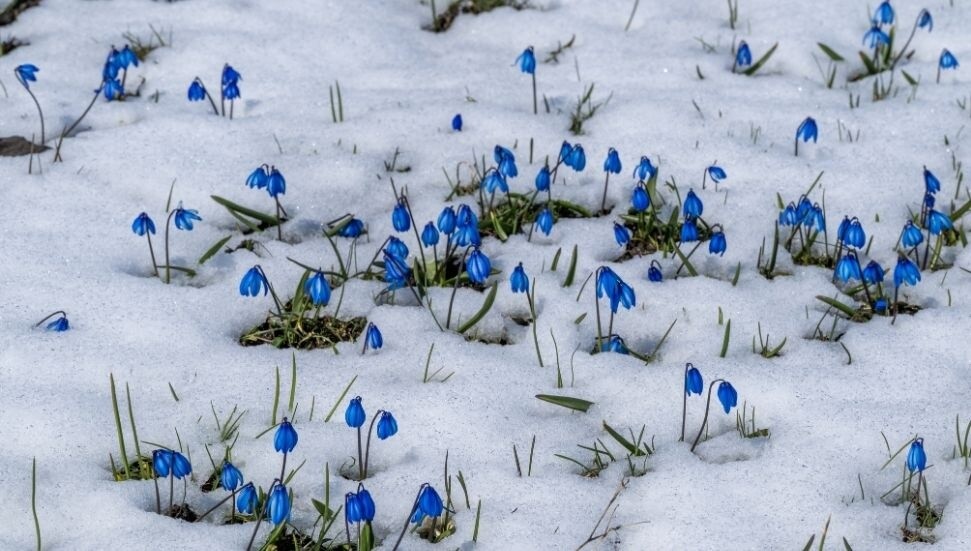 Kars’ta bahar çiçekleri kar altında kaldı