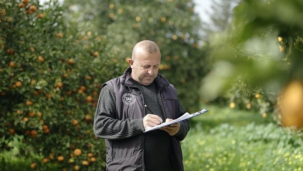 Asya turunçgil psillidine karşı biyolojik mücadele sürüyor