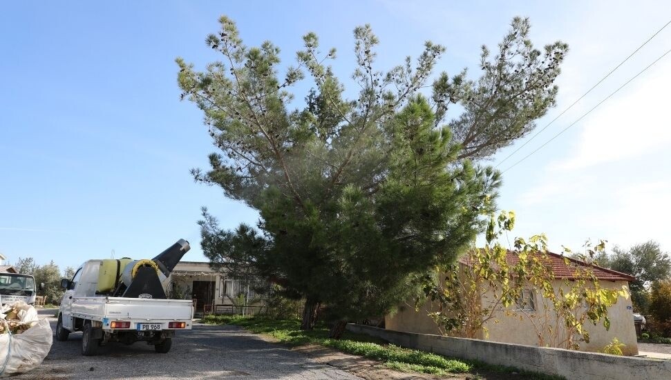 Değirmenlik Akıncılar Belediyesi çam kese böceğine karşı ilaçlama başlatıyor