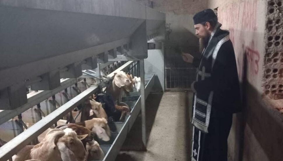 Larnaka’da papazlar şap hastalığına karşı hayvanları ve üreticilerı kutsadı