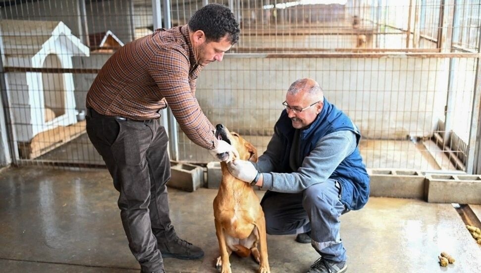 Amcaoğlu: Gönyeli–Alayköy Belediyesi hayvan barınağında 104 canlıya ev sahipliği yapılıyor