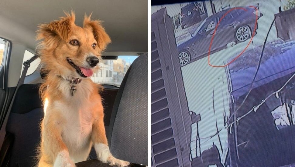 Marmara’da köpeğe çarpıp kaçan sürücü kameraya yansıdı