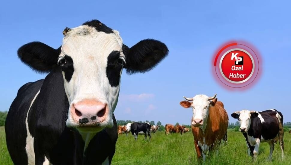 CANLI: Şap hastalığının insan sağlığına olumsuz bir etkisi yok; 500 bin doz aşı ülkeye geliyor