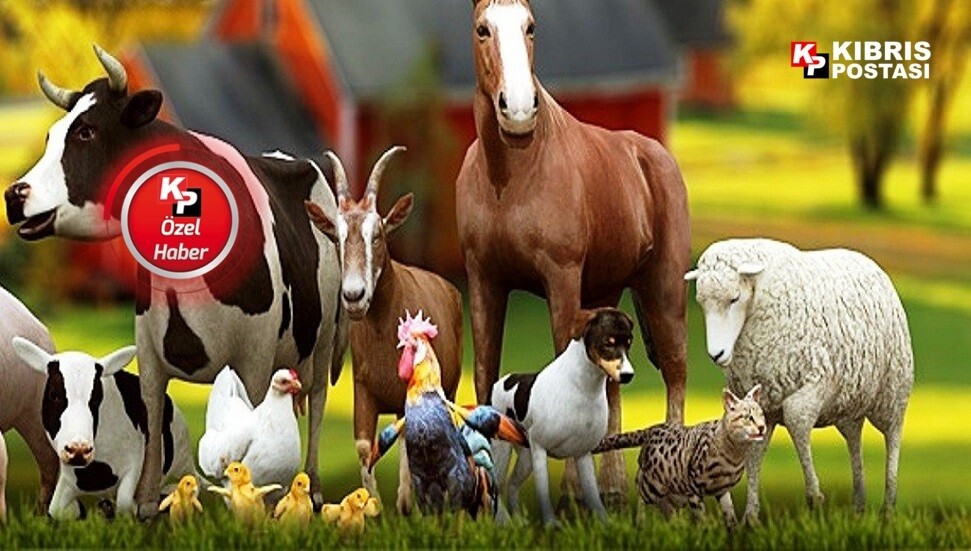 Arpa zamlı, kuzu ucuz: Küçükbaş hayvancılıkta denge bozuldu