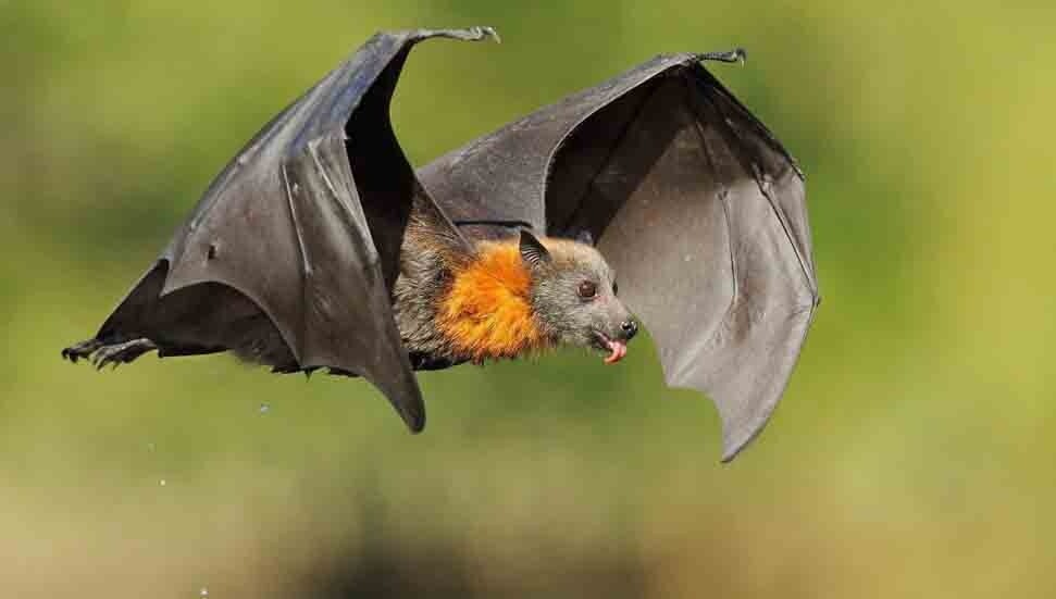Australian Man Dies from 'Extremely Rare' Bat Bite Virus