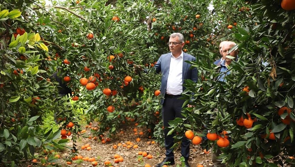 Narenciye üreticilerini ziyaret eden Erhürman: "Üreticiyi korumak için planlama şart"