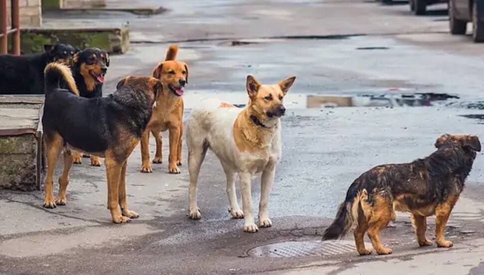 Lefke Çevre ve Ekoloji Derneği: Sahipsiz köpekler can, mal ve ekosistem kaybına yol açıyor
