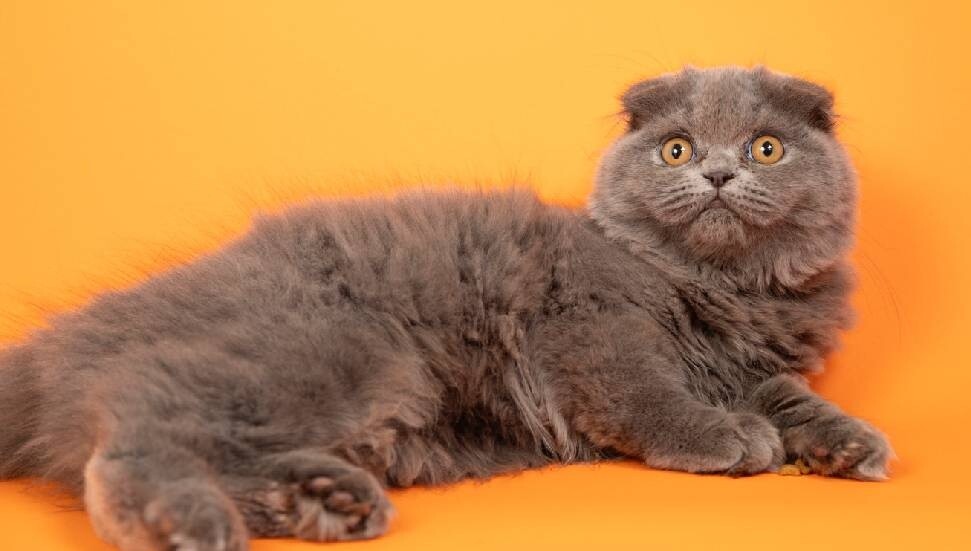 Kediler sanılandan binlerce yıl sonra evcilleştirilmiş