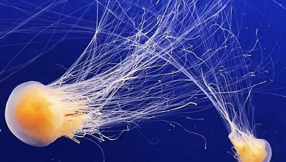 Fransa'da nükleer denizanası alarmı: Dört reaktör kapatıldı