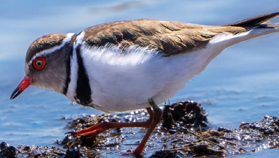 Türkiye'de ilk kez "takkeli cılıbıt" kuşu görüldü