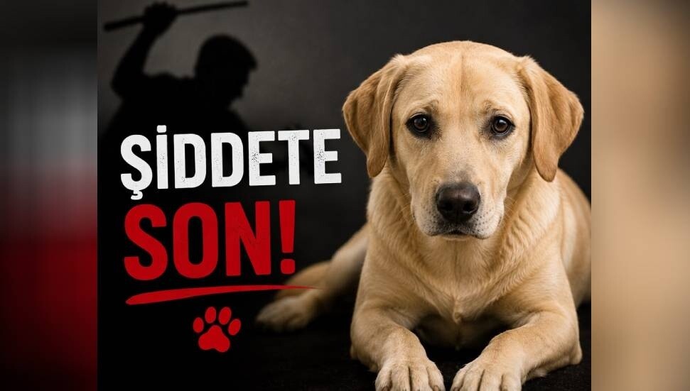 Sipahi'de köpeğin elektrik direğine asılarak öldürülmesiyle ilgili 1 kişi tutuklandı